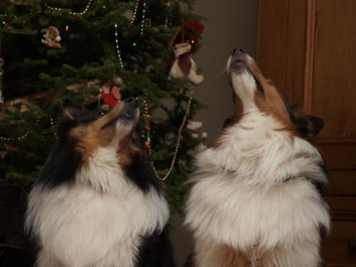 Singing Christmas Carols! Aaaaaarrroooooooo!