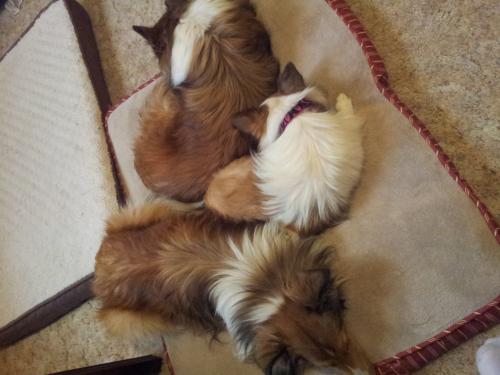 Why in the world do I buy more than one bed?